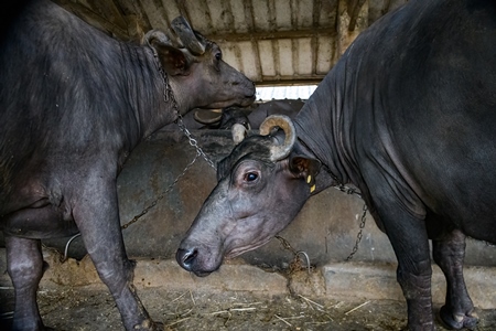 Two farmed Indian buffaloes chained up on an urban dairy farm or tabela, Aarey milk colony, Mumbai, India, 2023
