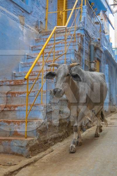 Indian street cow or bullock walking on the street in the urban city of Jodhpur in Rajasthan in India with blue wall background