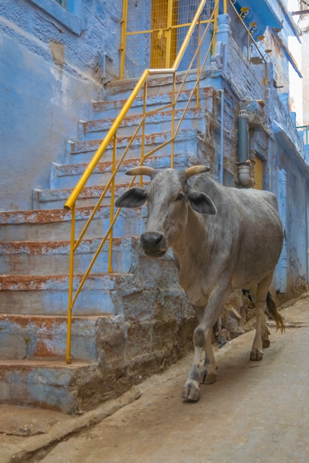 Indian street cow or bullock walking on the street in the urban city of Jodhpur in Rajasthan in India with blue wall background