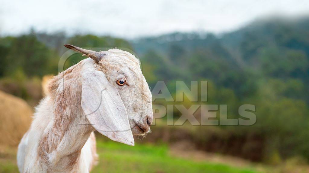 Cute Indian goat on a farm with green background in Maharashtra in India