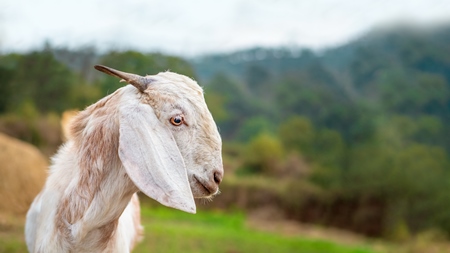 Cute Indian goat on a farm with green background in Maharashtra in India