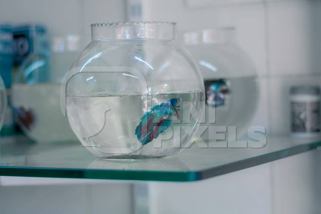 Many siamese fighting fish or betta fish captive in fish bowls on sale as pets at a pet shop in a city in Maharashtra, 2020
