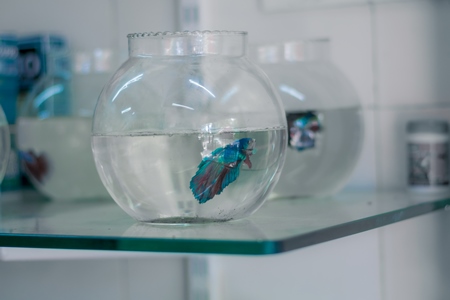 Many siamese fighting fish or betta fish captive in fish bowls on sale as pets at a pet shop in a city in Maharashtra, 2020