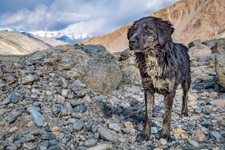 Fluffy black stray dog in front of scenic background in Ladakh in the Himalayas