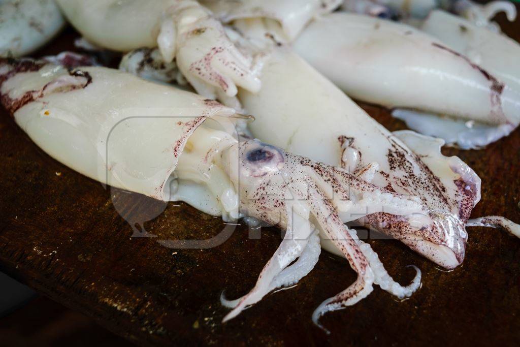 Squid or cuttlefish  on sale at a fish market