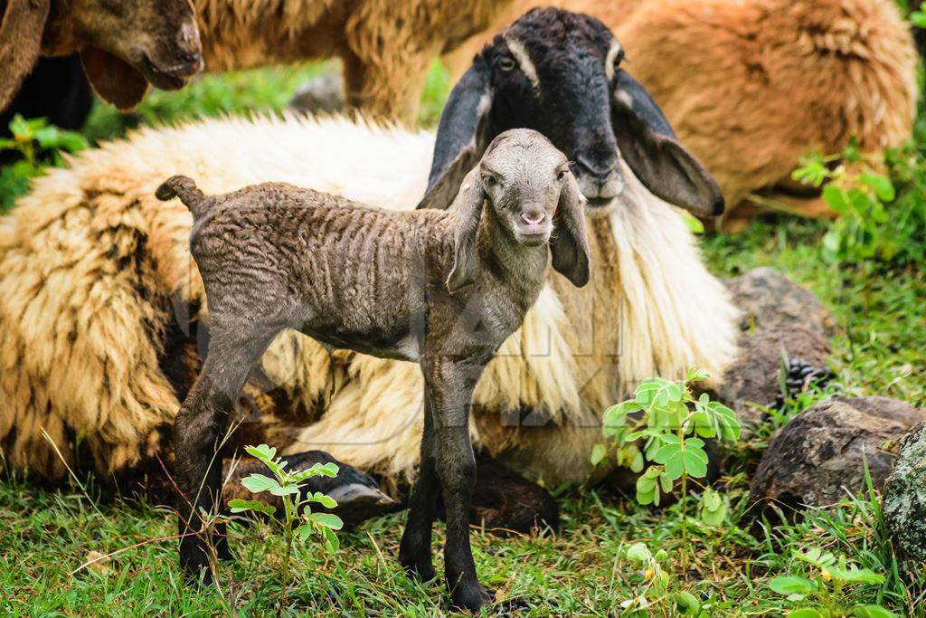 Mother and baby lamb and herd of sheep in a field in rural countryside