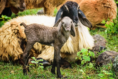 Mother and baby lamb and herd of sheep in a field in rural countryside