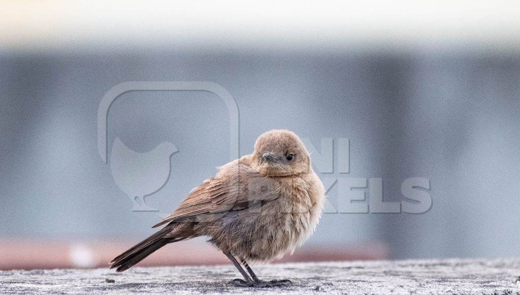 Small cute baby sparrow on grey wall
