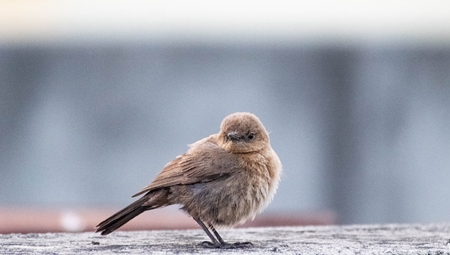 Small cute baby sparrow on grey wall