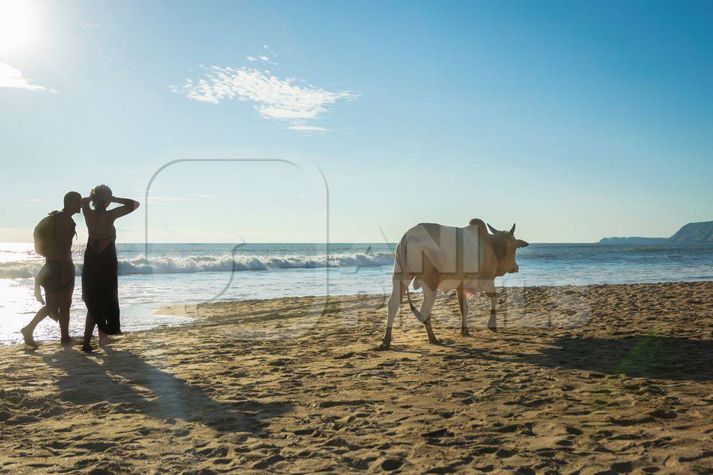 Cow on the beach and tourists in Goa, India