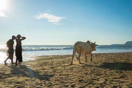Cow on the beach and tourists in Goa, India
