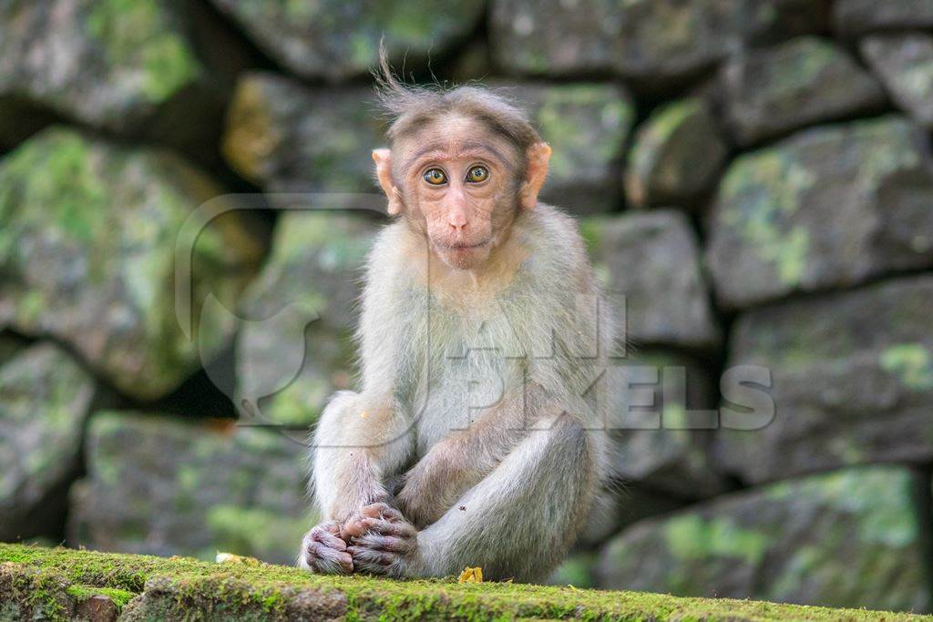 Cute young macaque monkey looking at the camera with stone wall background