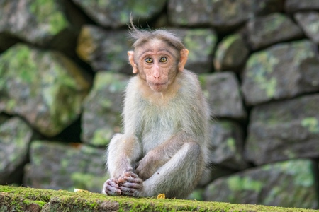 Cute young macaque monkey looking at the camera with stone wall background