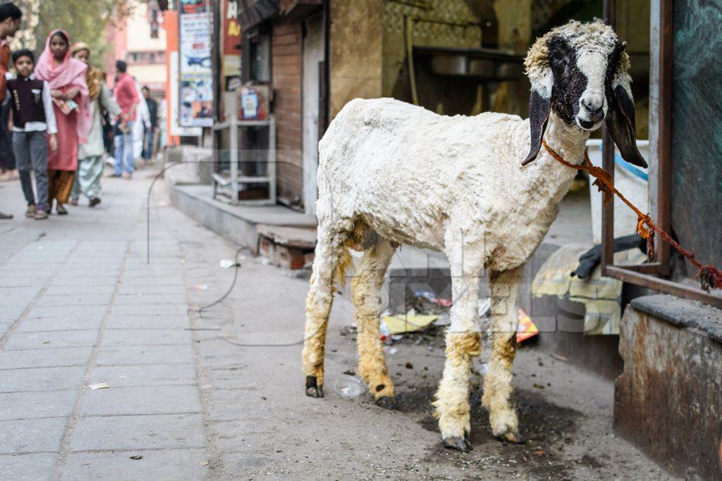 Indian sheep tied up near a meat shop in Nizamuddin, Delhi, India, 2023