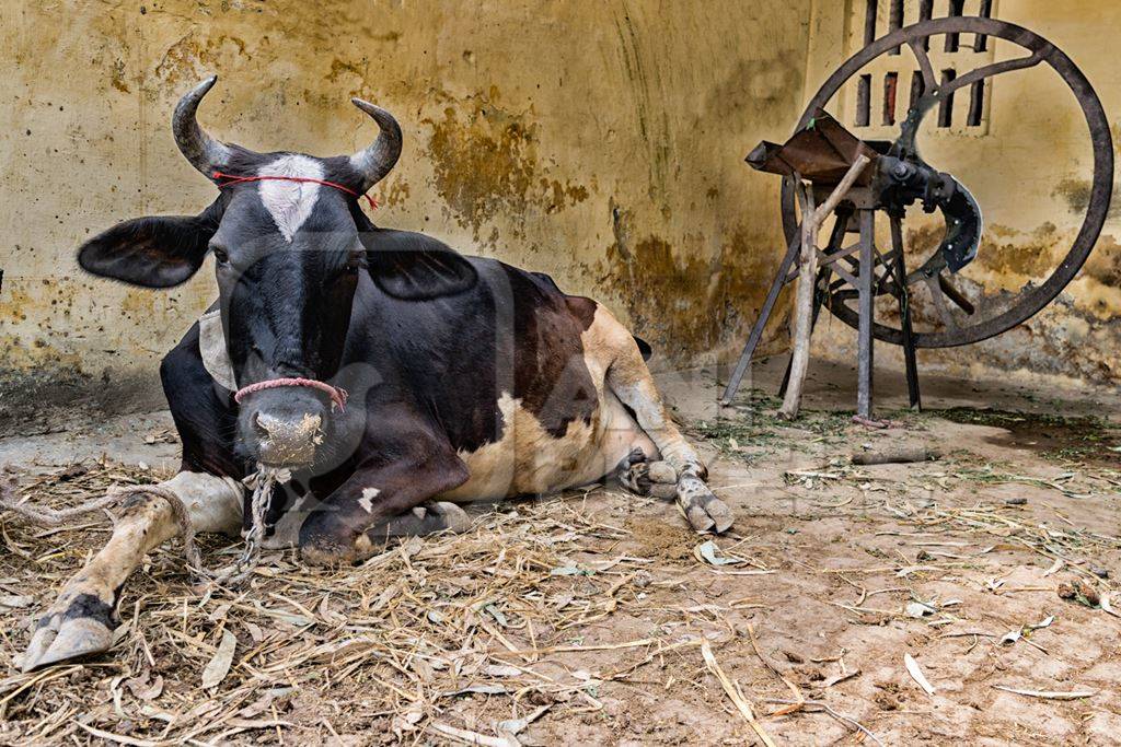 Dairy cow tied up in a rural village outside Haridwar in Uttarakhand in India