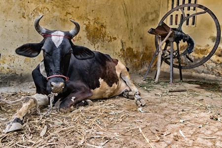 Dairy cow tied up in a rural village outside Haridwar in Uttarakhand in India