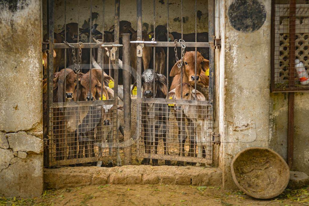 Indian calves separated from their mothers at a gaushala or goshala in Jaipur, India, 2022