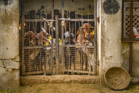 Indian calves separated from their mothers at a gaushala or goshala in Jaipur, India, 2022