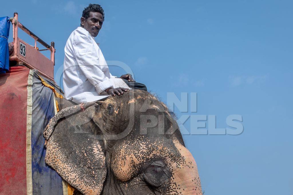 Elephant with wounds on head caused by ankush hook used by mahout, for tourist elephant rides at Amber palace, Jaipur