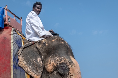 Elephant with wounds on head caused by ankush hook used by mahout, for tourist elephant rides at Amber palace, Jaipur