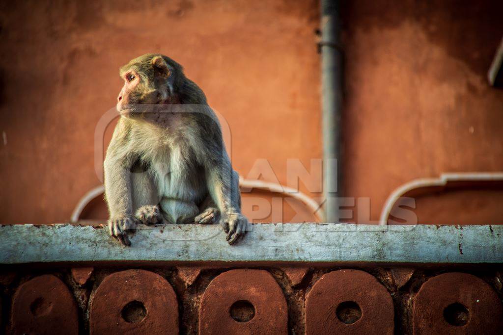 Macaque monkey sitting on orange wall at Amber fort and palace near Jaipur in Rajasthan, India