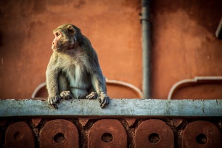 Macaque monkey sitting on orange wall at Amber fort and palace near Jaipur in Rajasthan, India