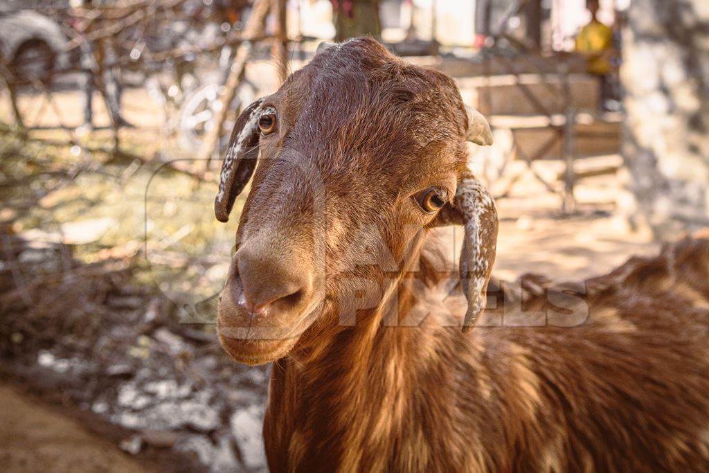 Indian goats on a goat farm in Rajasthan, India, 2022