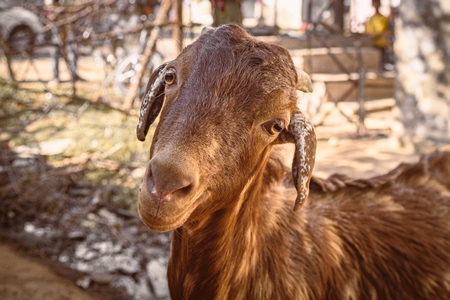 Indian goats on a goat farm in Rajasthan, India, 2022