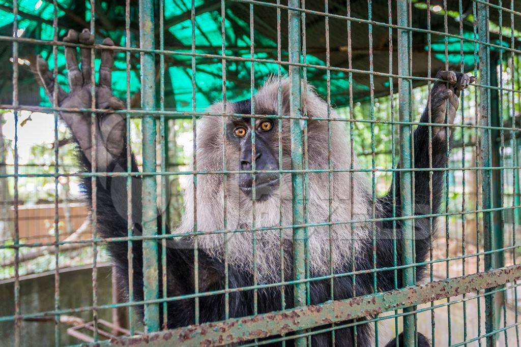 Solo Lion tailed macaque monkey held captive in a barren cage in captivity at Thattekad mini zoo