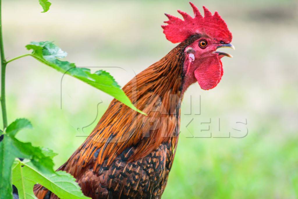 Cockerel crowing in a field with green background