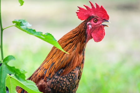 Cockerel crowing in a field with green background