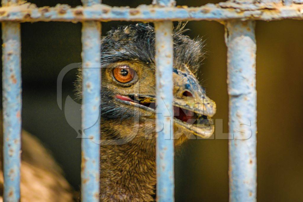 Emu with tattered feathers in dark and dirty cage behind bars in Byculla zoo