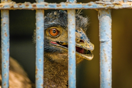 Emu with tattered feathers in dark and dirty cage behind bars in Byculla zoo