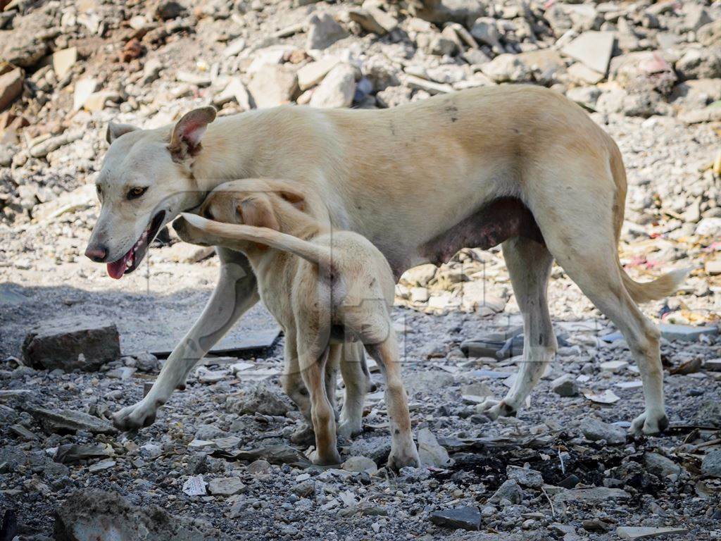 Indian street or stray dog mother with puppy on wasteground in urban city in Maharashtra, India