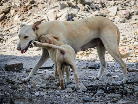 Indian street or stray dog mother with puppy on wasteground in urban city in Maharashtra, India