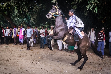 Man riding rearing horse in horse race at Sonepur horse fair