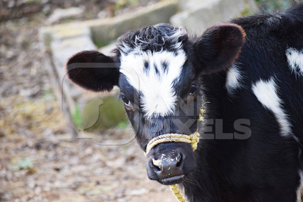 Photo of farmed Indian dairy cow calf in India