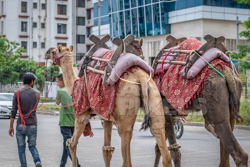 Two camels in harnesses used for animal rides in city