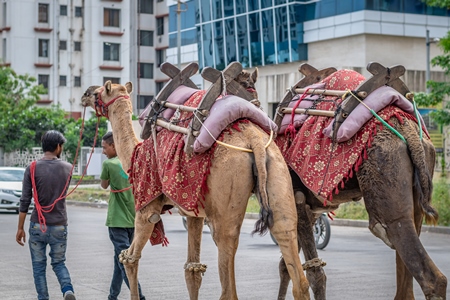 Two camels in harnesses used for animal rides in city