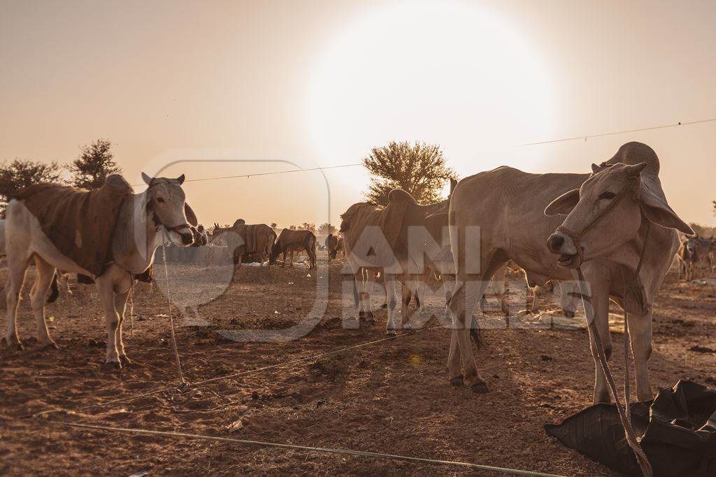 Indian cows or bullocks at Nagaur Cattle Fair, Nagaur, Rajasthan, India, 2022