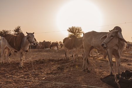 Indian cows or bullocks at Nagaur Cattle Fair, Nagaur, Rajasthan, India, 2022