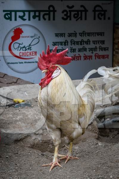 Indian rooster or cockerel outside a chicken meat shop, Pune, Maharashtra, India, 2023