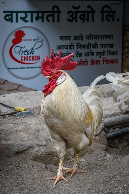 Indian rooster or cockerel outside a chicken meat shop, Pune, Maharashtra, India, 2023