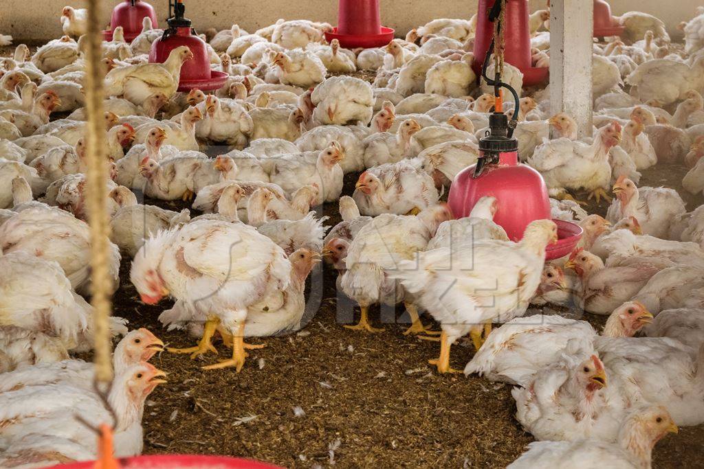 White broiler chickens raised for meat on a large poultry broiler farm in Maharashtra in India