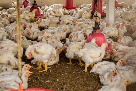 White broiler chickens raised for meat on a large poultry broiler farm in Maharashtra in India