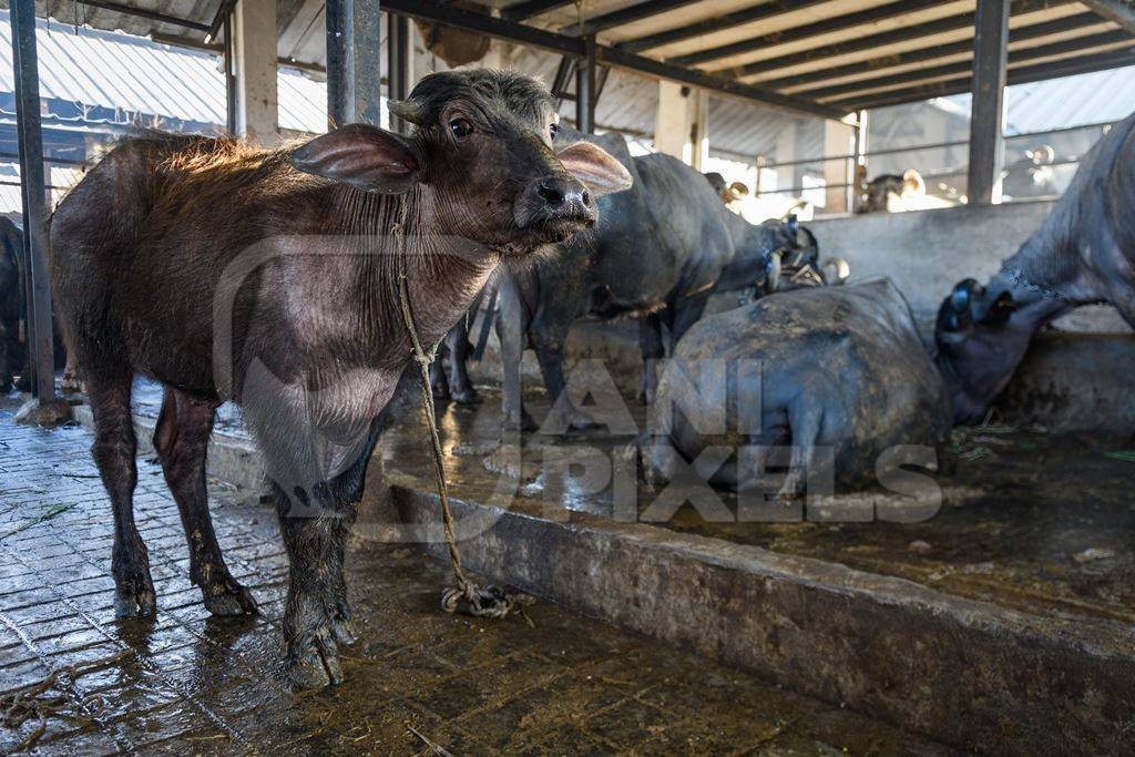 Farmed Indian buffalo calf tied up inside a large concrete shed on an urban dairy farm or tabela, Aarey milk colony, Mumbai, India, 2023