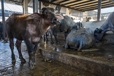 Farmed Indian buffalo calf tied up inside a large concrete shed on an urban dairy farm or tabela, Aarey milk colony, Mumbai, India, 2023