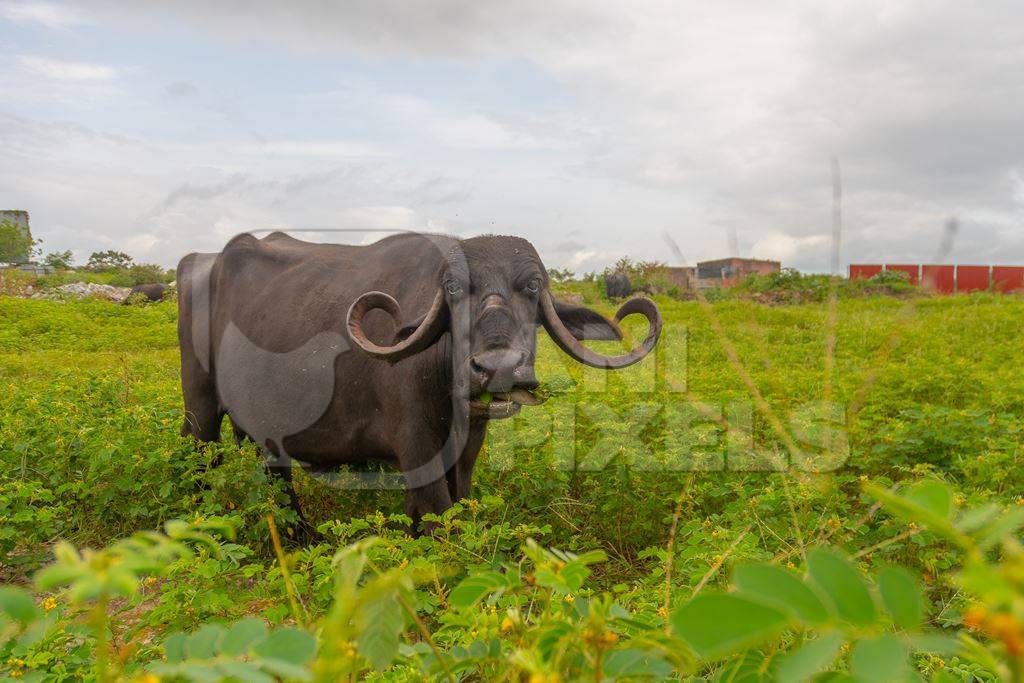 Indian farmed buffalo in a small field next to an urban dairy in a city in Maharashtra in India