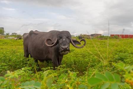 Indian farmed buffalo in a small field next to an urban dairy in a city in Maharashtra in India