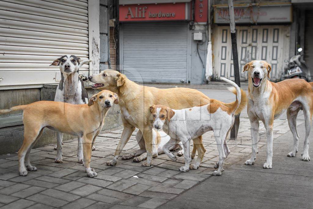 Many Indian stray or street pariah dogs and puppies on road in urban city of Pune, Maharashtra, India, 2021